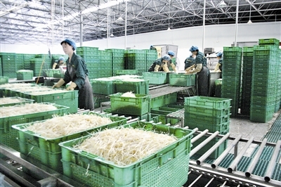 小豆芽做出“大文章” 從傳統農產品到現代產業鏈的崛起